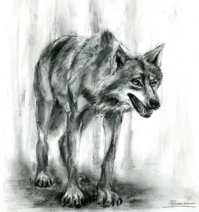 Gray Wolf - Charcoal drawing