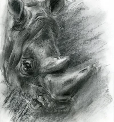 Rhino portrait - Charcoal drawing