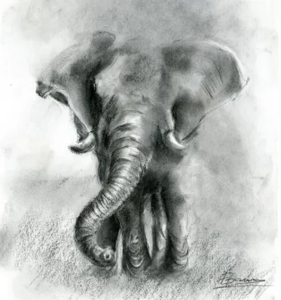 Elephant - Charcoal drawing